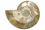Cut & Polished Ammonite Fossil (Half) - Madagascar #345631-1